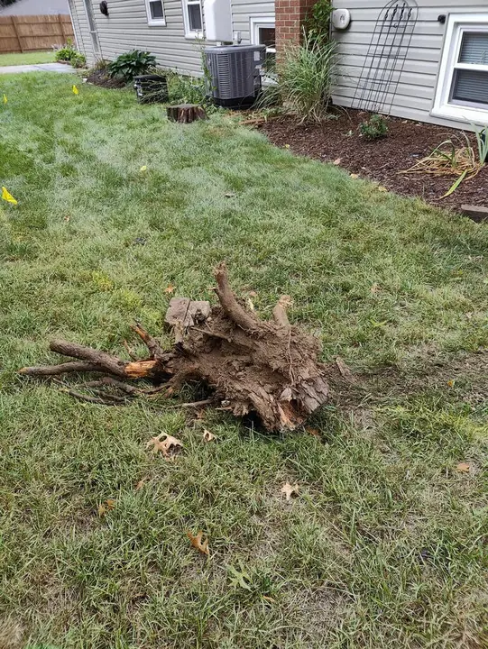 Drain Cleaning Tree Root Removal Elgin Il